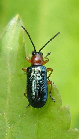 14 04 09 (119) Coleoptera (3442748189)