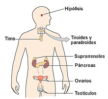 Sistema (anatomía) - Wikipedia, la enciclopedia libre