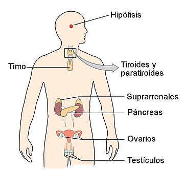 Sistema endocrino