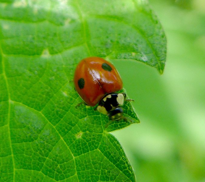 File:2-spot Ladybird. Adalia bipunctata. Coccinellidae - Flickr - gailhampshire.jpg