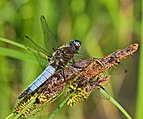 ♂ Libellula fulva