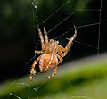 Gartenkreuzspinne - Araneus diadematus, Weibchen