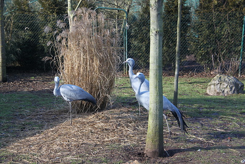 File:20120219 Olmense Zoo (71).jpg