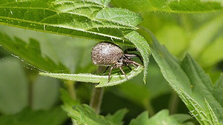 Tập_tin:2013.05.18.-33-Kirschgartshaeuser_Schlaege_Mannheim-Krabbenspinne-Xysticus_audax-Weibchen.jpg