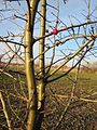 Crataegus Monogyna