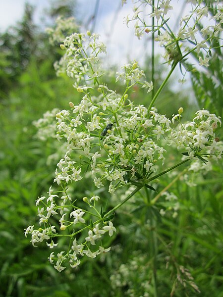 File:20130615Wiesenlabkraut Hockenheim.jpg