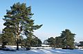 Nederlands: Lange Duinen met sneeuw en grove den Pinus sylvestris