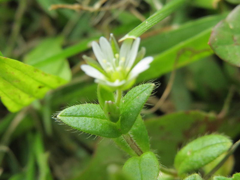 File:20140825Stellaria media2.jpg