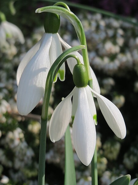 File:20150318Galanthus nivalis2.jpg