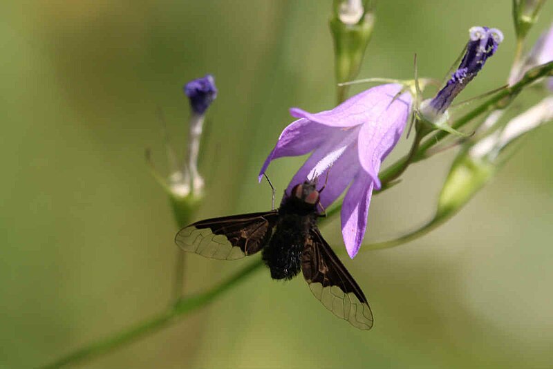 File:2016 07 17 Hemipenthes morio.jpg