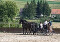 * Nomination Horse stud farm in Świdnik 1 --Jacek Halicki 00:01, 28 December 2016 (UTC) * Promotion Good quality. --Hubertl 02:55, 28 December 2016 (UTC)