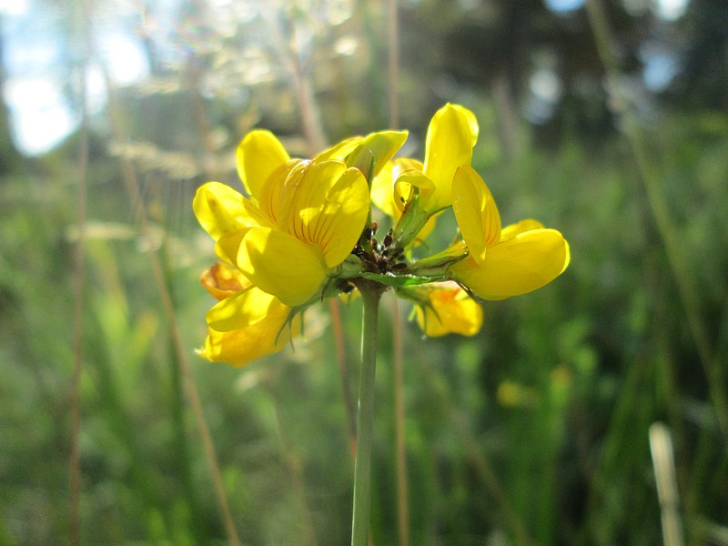 File:20180915Lotus pedunculatus3.jpg