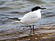 2020-07-18 Thalasseus sandvicensis, St Marys Island, Northumberland 05.jpg