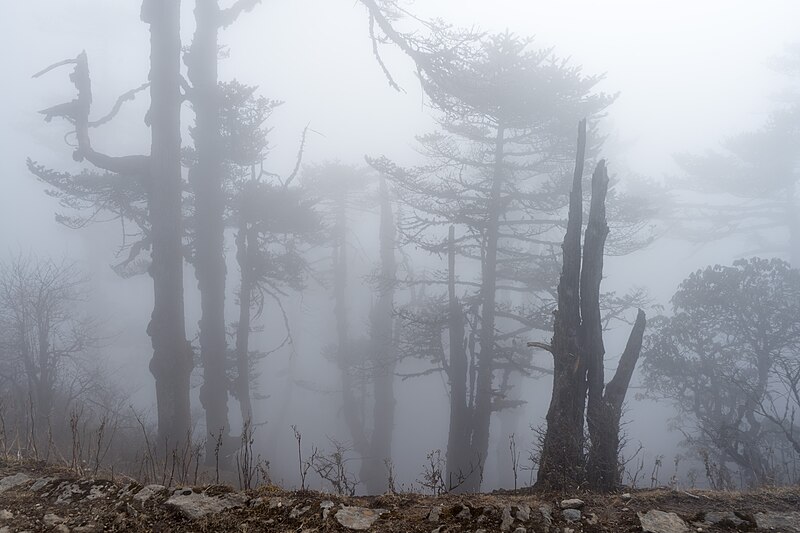 File:2024-03-10 Singalila National Park 10.jpg