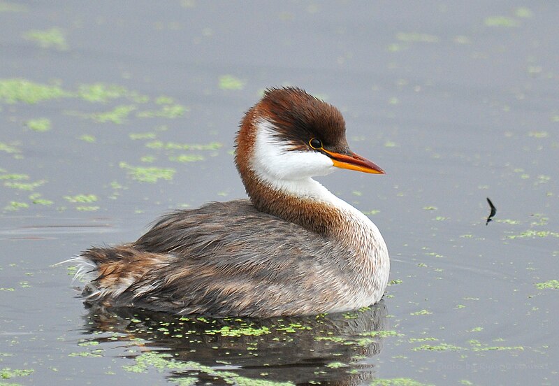 File:36 Titicaca Grebe.JPG