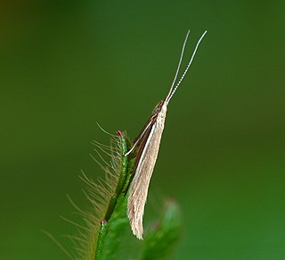 <i>Coleophora glaucicolella</i> Species of moth