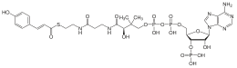 4-Coumaroyl-CoA.svg