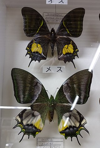 <i>Teinopalpus aureus</i> Species of butterfly