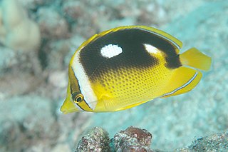 <span class="mw-page-title-main">Fourspot butterflyfish</span> Species of fish