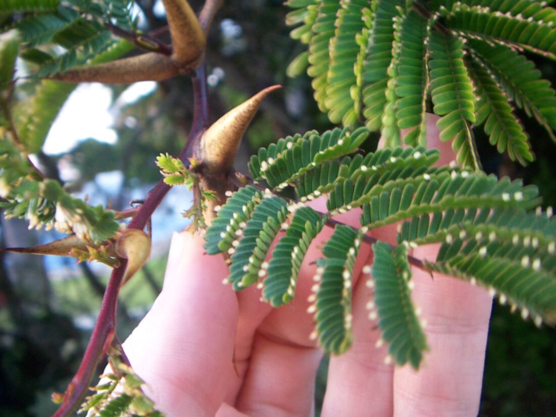 Vachellia cornigera