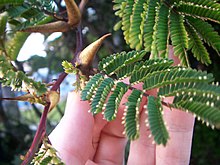 The Beltian bodies of A. cornigera evolved in symbiosis with P. ferruginea. A-cornigera.jpg