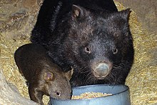 Wombat - Wikipedia