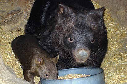 How to get to Ballarat Wildlife Park with public transport- About the place