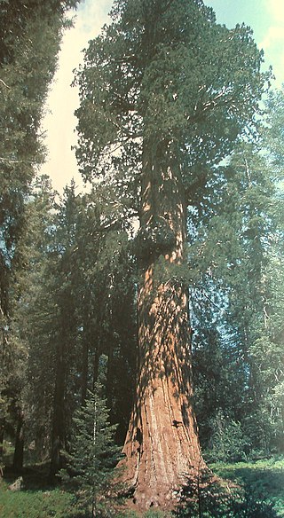 <span class="mw-page-title-main">Atwell Mill Grove</span> Giant sequoia grove in Tulare County, California, United States