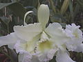 A and B Larsen orchids - Brassolaeliocattleya Baladin Dentelle DSCN2063.JPG