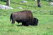 A Bison in Yellowstone A bird is riding at a bison back.jpg