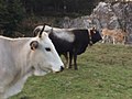 A cow and a toro in Laceno.jpg