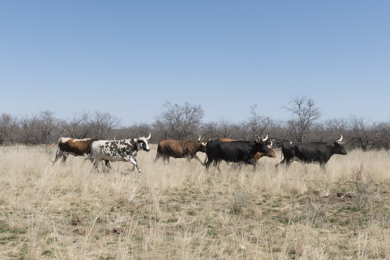 File:A herd of longhorn cattle that grazes near the Fort Griffin townsite, near the U.S. Army's frontier post of Fort Griffin in Shackelford County, Texas LCCN2014631763.tif