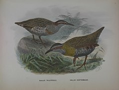 Description de l'image A history of the birds of New Zealand (7157816208).jpg.