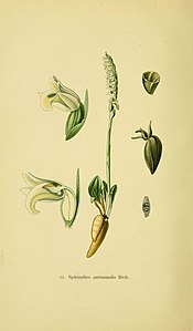 Tafel 52 Spiranthes autumnalis Spiranthes spiralis