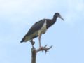 Abdim's stork.jpg