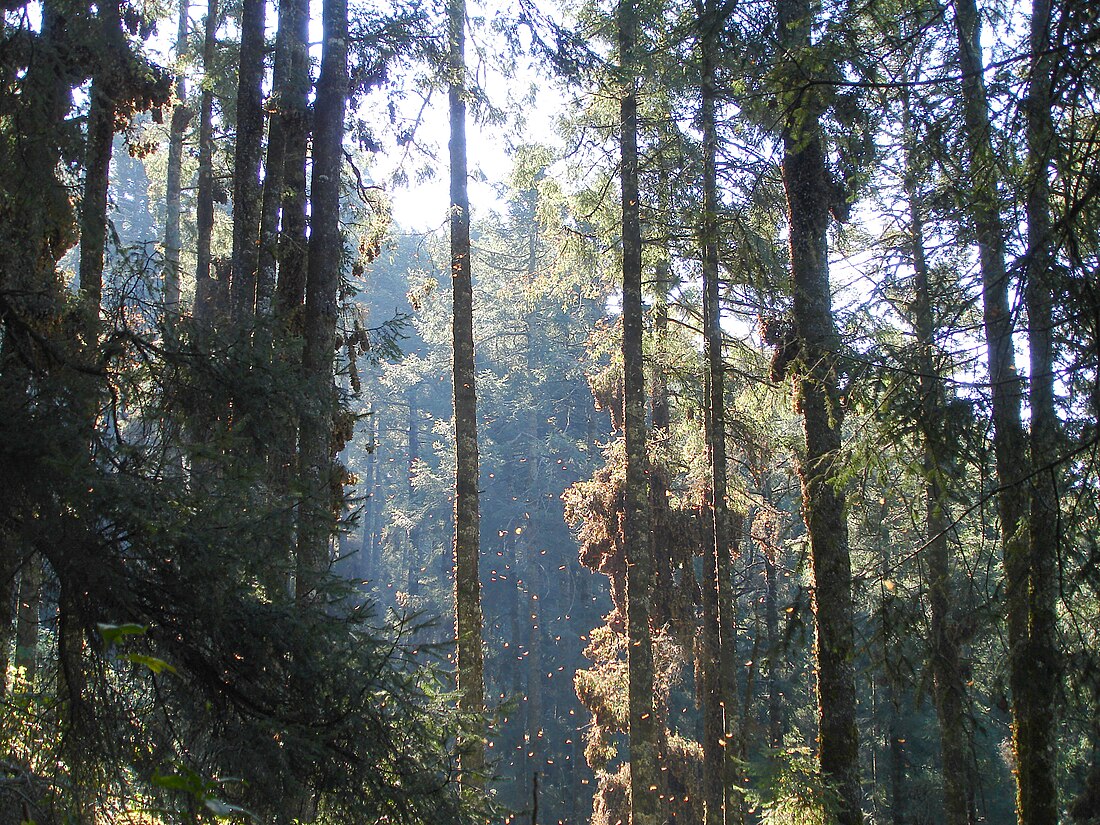 Reserva de la Biosfera de la Mariposa Monarca