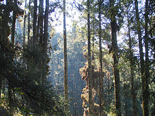 Monarch butterflies clustering on the trunks and branches of oyamels. Abies religiosa Chincua 5.jpg