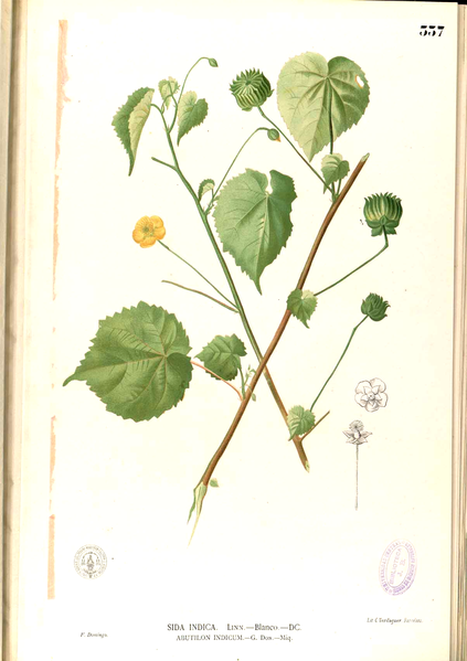 File:Abutilon indicum Blanco2.557-original.png