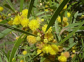 A kép leírása: Acacia_confusa-01.jpg.