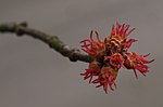 Thumbnail for File:Acer-saccharinum-flowers1.jpg