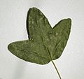 Acer monspessulanum (leaf).jpg
