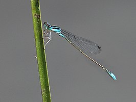 Aciagrion fragilis