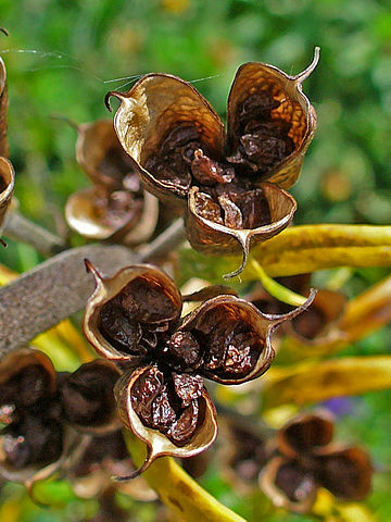 Fruits with seeds