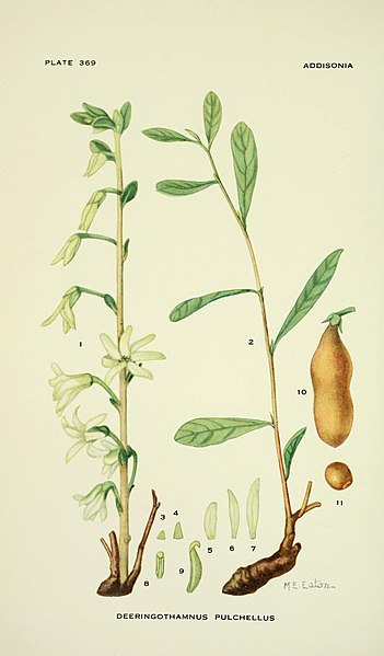 File:Addisonia - colored illustrations and popular descriptions of plants (1916-(1964)) (16585429800).jpg