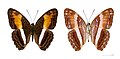  Museum specimen ♂ Both sides