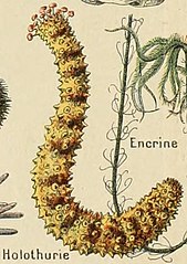 File:Adolphe Millot mollusques-pour tous holothurie.jpg (Category:Holothuroidea illustrations)