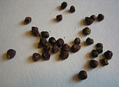 The seeds of Aframomum melegueta Aframomum melegueta.jpg