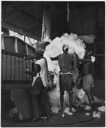 Cotton being processed in Niono into 180 kg (400 lb) bales for export to other parts of Africa and to France, c. 1950