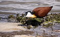 African Jacana