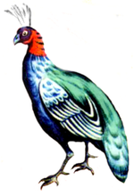 Thumbnail for List of birds of the Democratic Republic of the Congo